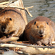 Illustration for article titled European Beavers Mate For Life; North American Beavers Prefer Free Love